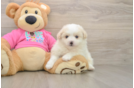 Petite Pomachon Designer Pup