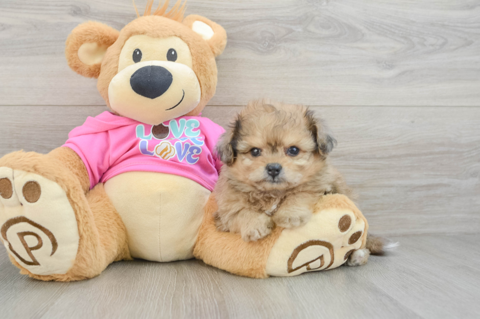 Cute Pomachon Baby