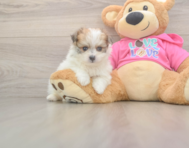 5 week old Pomachon Puppy For Sale - Lone Star Pups