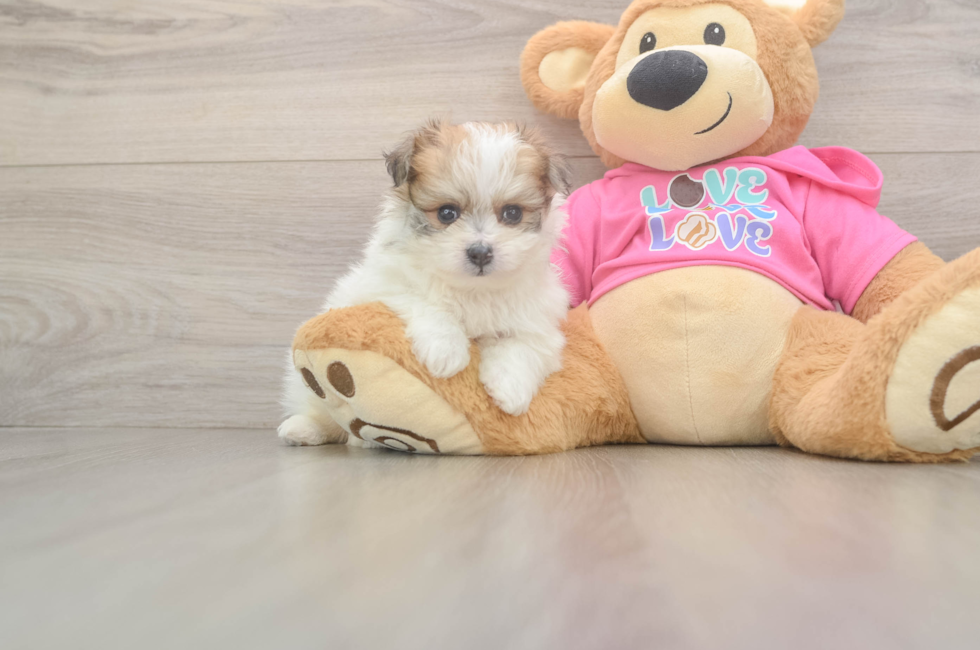5 week old Pomachon Puppy For Sale - Lone Star Pups