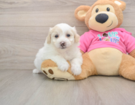 5 week old Pomachon Puppy For Sale - Lone Star Pups