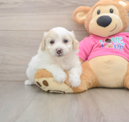5 week old Pomachon Puppy For Sale - Lone Star Pups