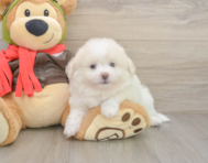8 week old Pomachon Puppy For Sale - Lone Star Pups