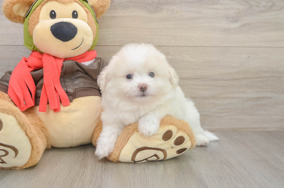 6 week old Pomachon Puppy For Sale - Lone Star Pups