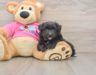 5 week old Pomachon Puppy For Sale - Lone Star Pups
