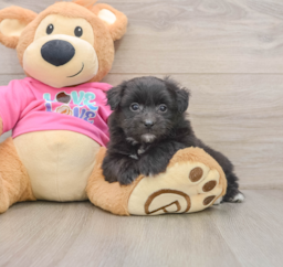 5 week old Pomachon Puppy For Sale - Lone Star Pups