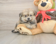 6 week old Pomachon Puppy For Sale - Lone Star Pups