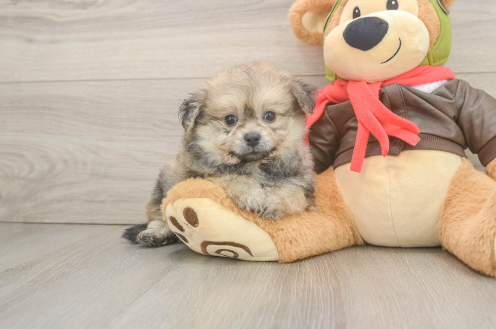 6 week old Pomachon Puppy For Sale - Lone Star Pups