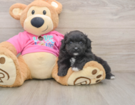 5 week old Pomachon Puppy For Sale - Lone Star Pups