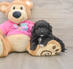 5 week old Pomachon Puppy For Sale - Lone Star Pups