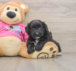 6 week old Pomachon Puppy For Sale - Lone Star Pups