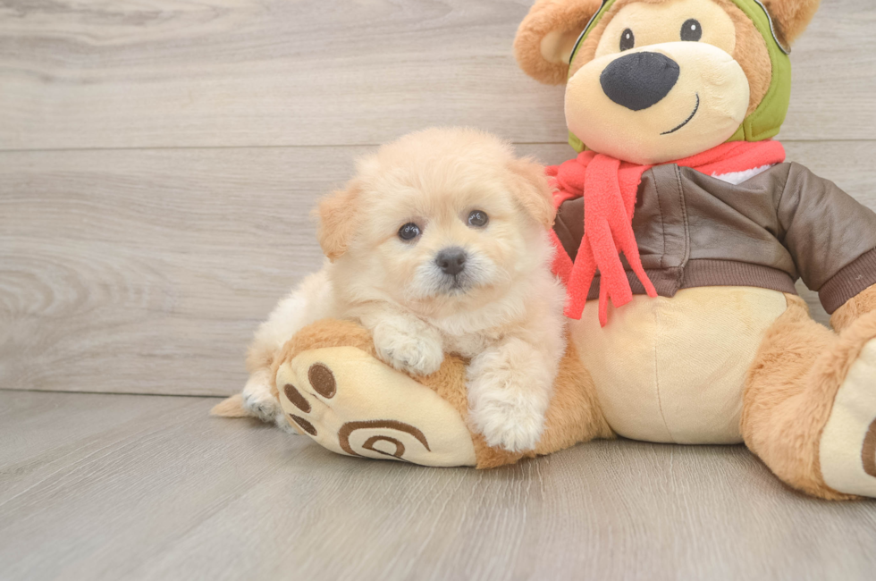 6 week old Pomachon Puppy For Sale - Lone Star Pups