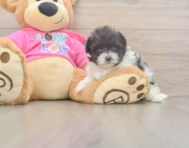 5 week old Pomachon Puppy For Sale - Lone Star Pups