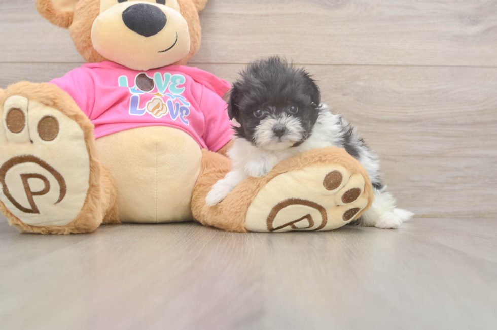 5 week old Pomachon Puppy For Sale - Lone Star Pups