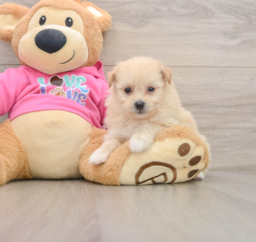 8 week old Pomachon Puppy For Sale - Lone Star Pups