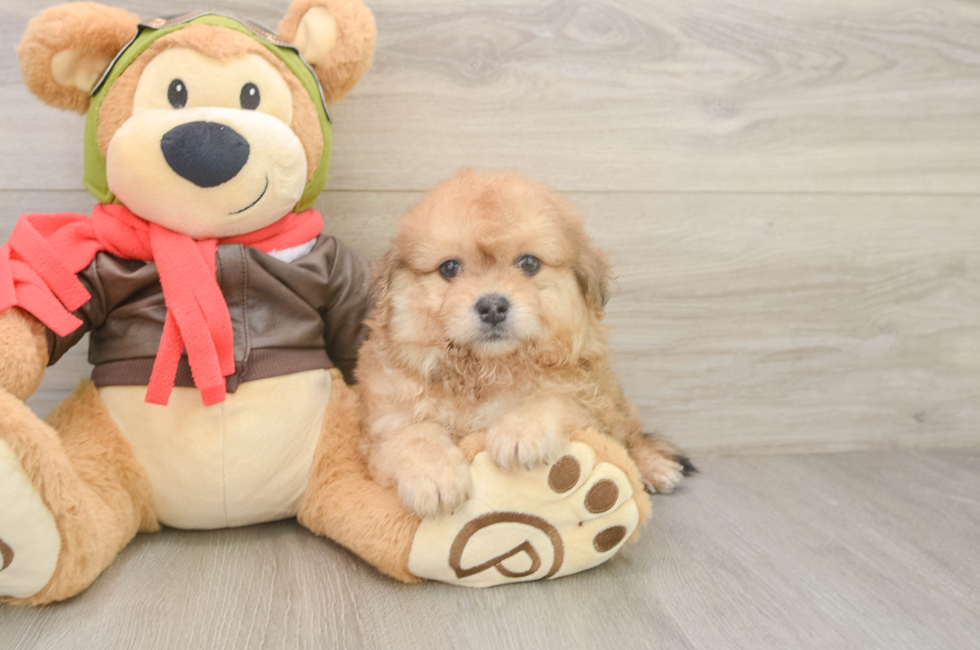 6 week old Pomachon Puppy For Sale - Lone Star Pups