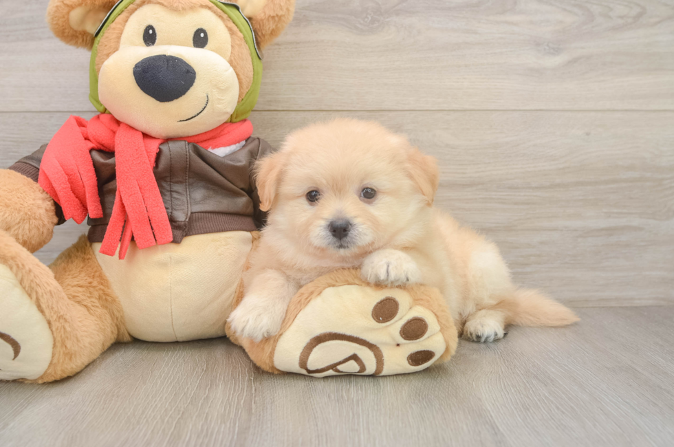 6 week old Pomachon Puppy For Sale - Lone Star Pups