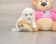 5 week old Pomachon Puppy For Sale - Lone Star Pups