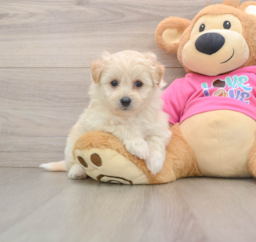 8 week old Pomachon Puppy For Sale - Lone Star Pups