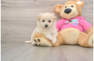 Best Pomachon Baby