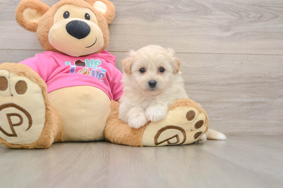 Best Pomachon Baby