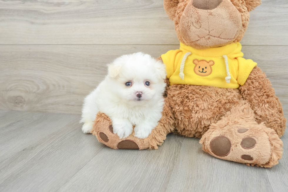 Hypoallergenic Pom Frise Designer Puppy