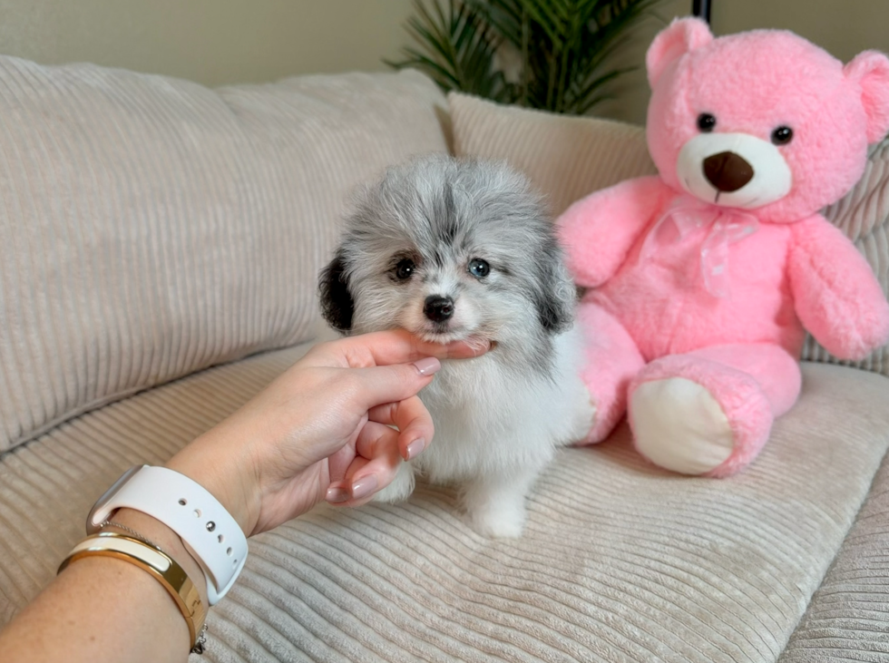 Pomachon Puppy for Adoption