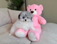 9 week old Pomachon Puppy For Sale - Lone Star Pups