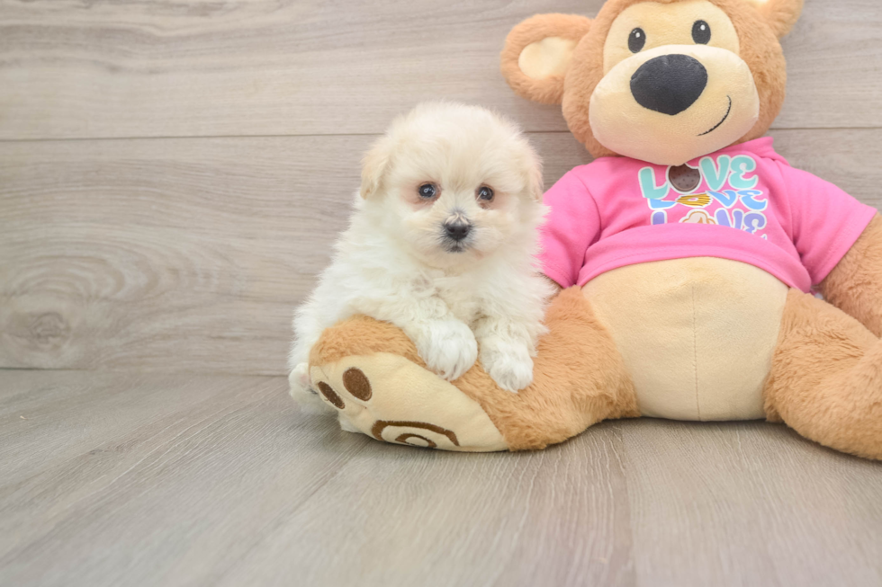 Best Pomachon Baby