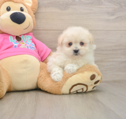 6 week old Pomachon Puppy For Sale - Lone Star Pups
