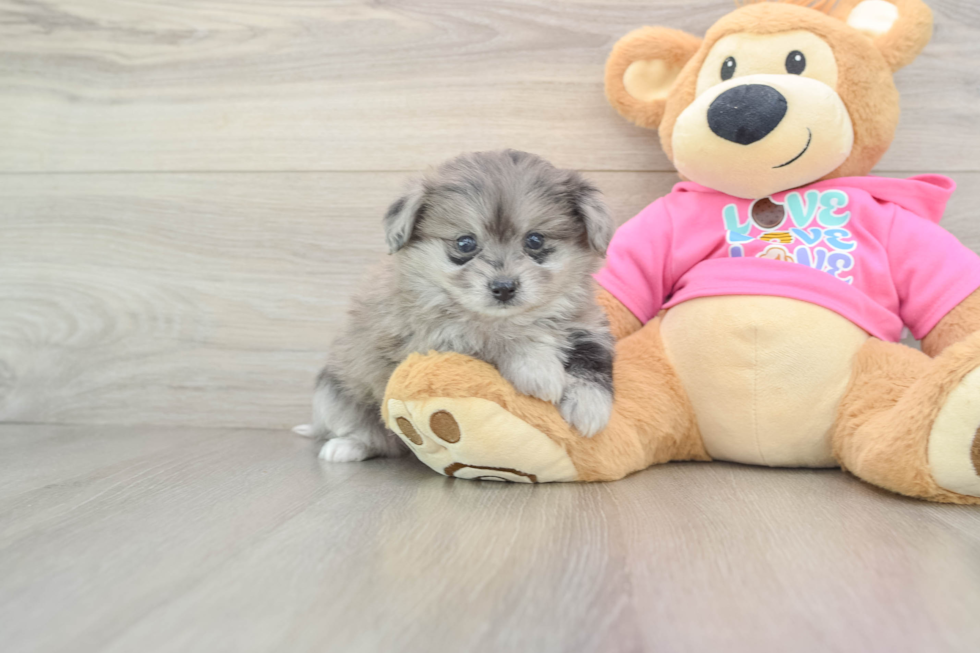 Adorable Pom Frise Designer Puppy