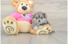 Playful Pom Frise Designer Puppy