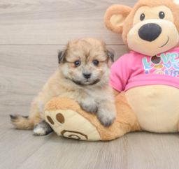 7 week old Pomachon Puppy For Sale - Lone Star Pups