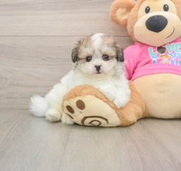 8 week old Pomachon Puppy For Sale - Lone Star Pups