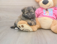 5 week old Pomachon Puppy For Sale - Lone Star Pups