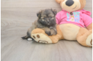 Small Pomachon Baby