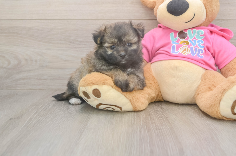 5 week old Pomachon Puppy For Sale - Lone Star Pups