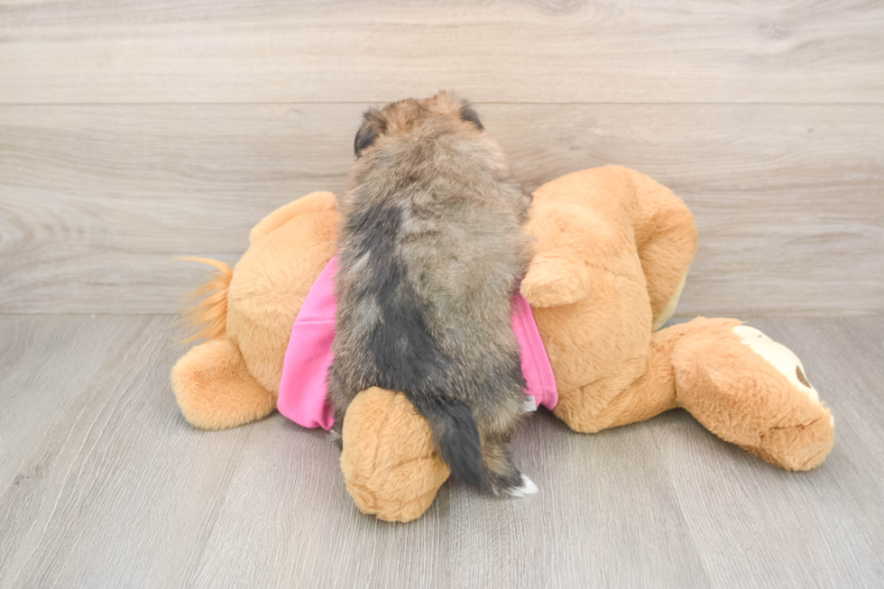 Small Pomachon Baby