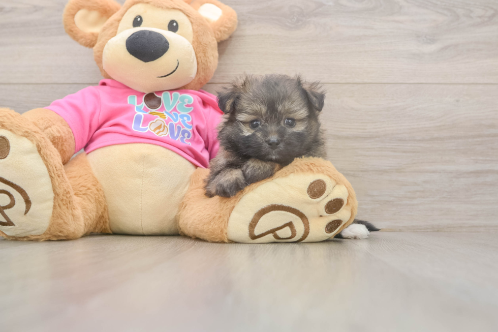 Cute Pomachon Baby