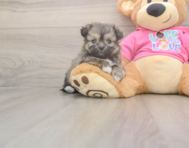 5 week old Pomachon Puppy For Sale - Lone Star Pups