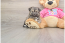 Pomachon Pup Being Cute