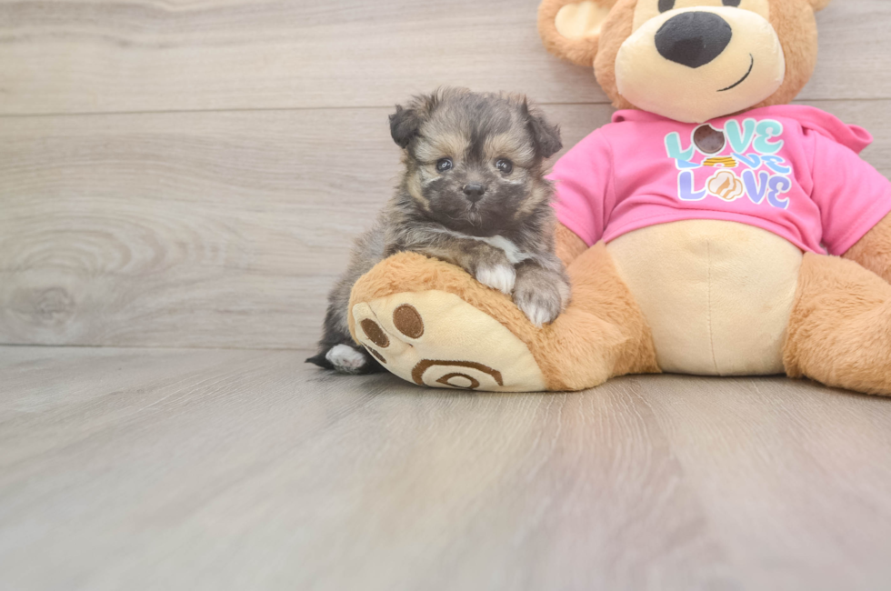 5 week old Pomachon Puppy For Sale - Lone Star Pups