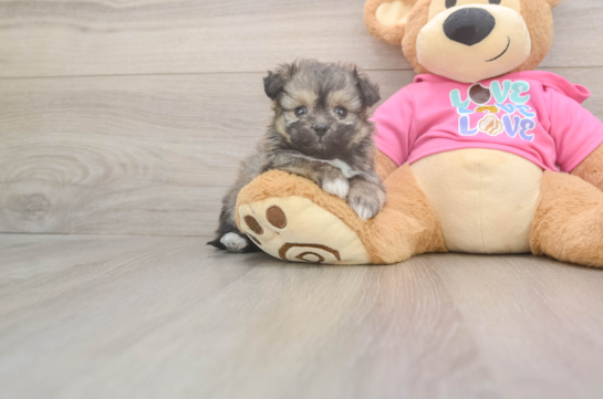 Pomachon Pup Being Cute
