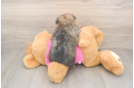 Little Pom Frise Designer Puppy