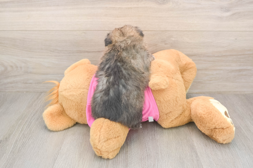 Little Pom Frise Designer Puppy
