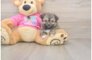Best Pomachon Baby