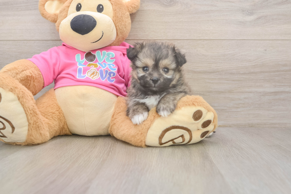 Best Pomachon Baby