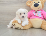 5 week old Pomachon Puppy For Sale - Lone Star Pups