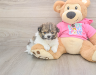 6 week old Pomachon Puppy For Sale - Lone Star Pups