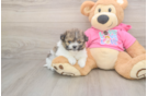 Popular Pomachon Designer Pup